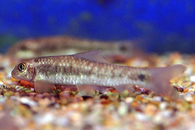 (Garra) Род ГАРРЫ 101 вид